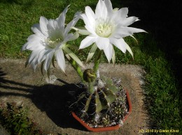 Echinopsis spec.                          